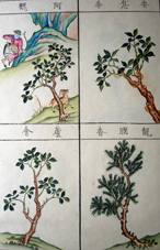 Herbier chinois : ms. offert à la Société par le comte de Lasteyrie (détail) - © Société Asiatique